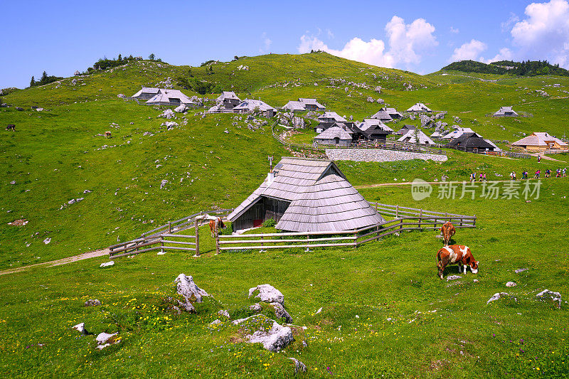 Velika planina，欧洲斯洛文尼亚的大牧场高原，有很多小屋，一些雪，藏红花和多云的天空。